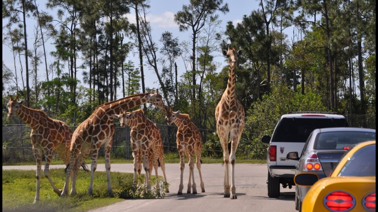 animal safari near orlando fl