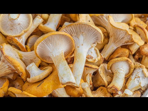 How to Clean Chanterelle Mushrooms