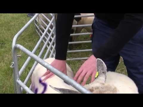 Preparing ewes for breeding