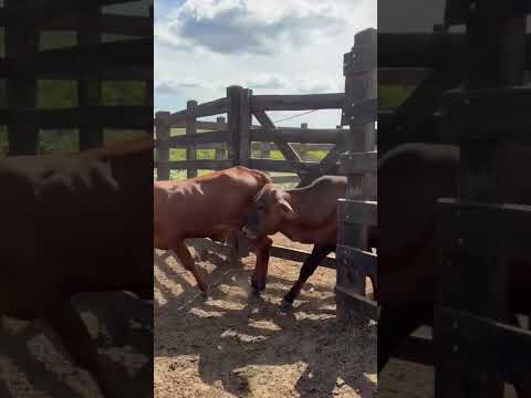 ➡️ *PROMOÇÃO 38 Garrotes: 2.000 reais cada em Cedro/ Ceará. Whatsapp 84 99810 2784*#gado #fazenda