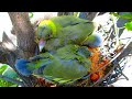 Yellow footed green Pegion Nest | How to Feeding | Facts | Hariyal k bache | Hariyal (YfgP) Sound