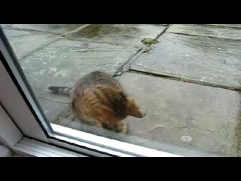 Charlie's Sympathy for the Devil 2.wmv