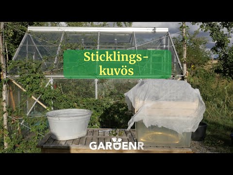 Sommarsticklingskuvös - Trädgårdshacks med GardenR