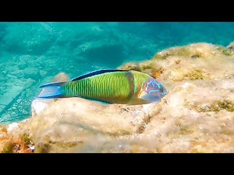 Thalassoma pavo