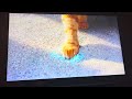 Fresh Step Commercial 2026