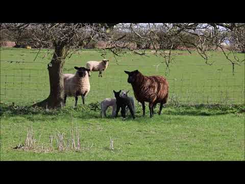 "Out In The Country"- Three Dog Night