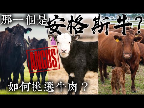 , title : '正港「安格斯牛」請站出來！如何挑選牛肉？「認證安格斯」CAB是品質保證還是行銷手段？'