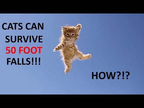 How Do Cats Survive Falls From Really High Heights?