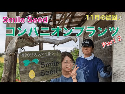 野菜、ハーブ、花の中でイチゴに最適なコンパニオンプランツは何ですか?  庭園