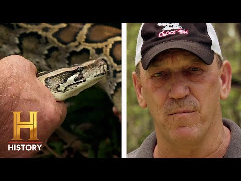 Swamp People: Serpent Invasion: VICIOUS Pythons Destroy Baby Turtle's Nests (Season 3) | History