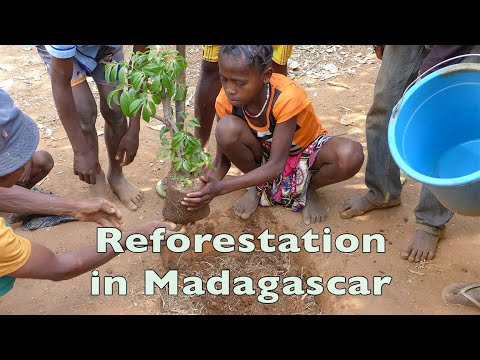 Planting 15000 trees in Madagascar