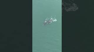 A temporada de avistamentos de baleias-francas começou com força no Litoral Sul de SC