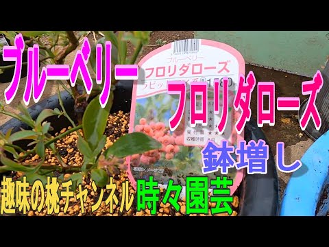 園芸 フロリダブルーベリー、ラビットアイブルーベリー