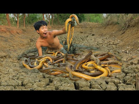 life in jungle - Eels bees