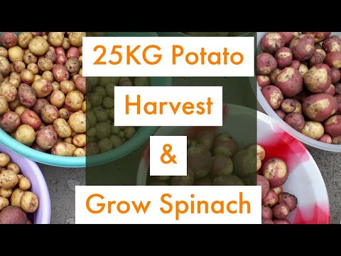 , title : 'Harvesting 25kg of Potatoes | How to Grow Malabar Spinach | Shokher Bagan'
