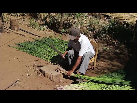 Hechos del Agro - Cultivo de tule