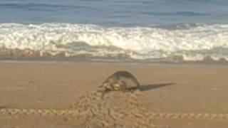 preview picture of video 'Turtle laying eggs on beach #2 - Costalegre, Mexico :: Trans-Americas Journey 4-2-09'