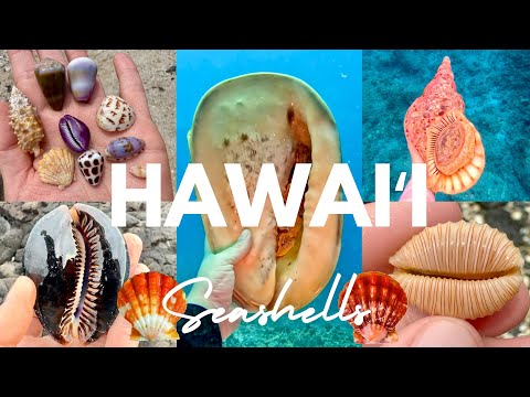 Shelling & Diving on the Big Island, Hawaii | Tritons, Cowries, & Sunrise Shells!