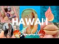 Shelling Diving On The Big Island Hawaii Tritons Cowries Sunrise Shells