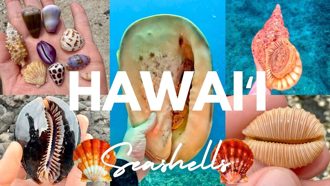 Shelling & Diving on the Big Island, Hawaii | Tritons, Cowries, & Sunrise Shells!