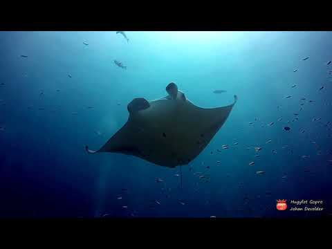 Duikclub Barracuda - Manta