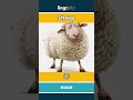 sheep - 羊 video thumbnail