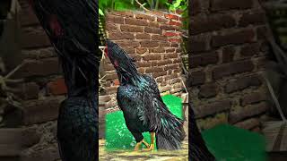 Download lagu Tanya Doang Beli Kagak 🤭 mp3