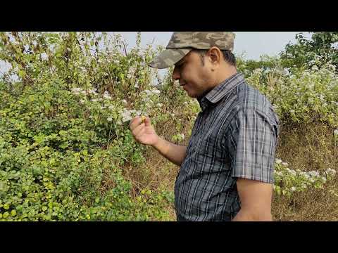 Ziziphus mauritiana, Barokoli, a medicinal and wild edible fruit plant of Odisha, Dr. Sanjeet Kumar
