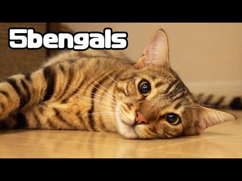 [Bengal Cat] Summer heat everyone?a cute little cat that melts.