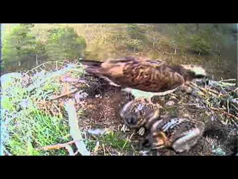 Poikaset Loch Garten Skotland  2011 06 12 20h19m15s Abernethy