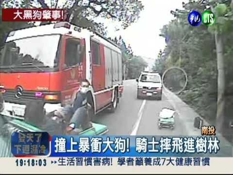 馬路竄出大狗! 騎士機車全撞飛