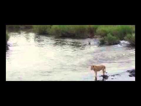Crocodile Attacks a Male Lion تمساح يهاجم أسد