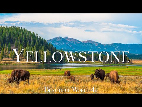 Yellowstone National Park 4K – Wild Landscapes of Heat, Water and Roaming Bison, Pines, Meadows
