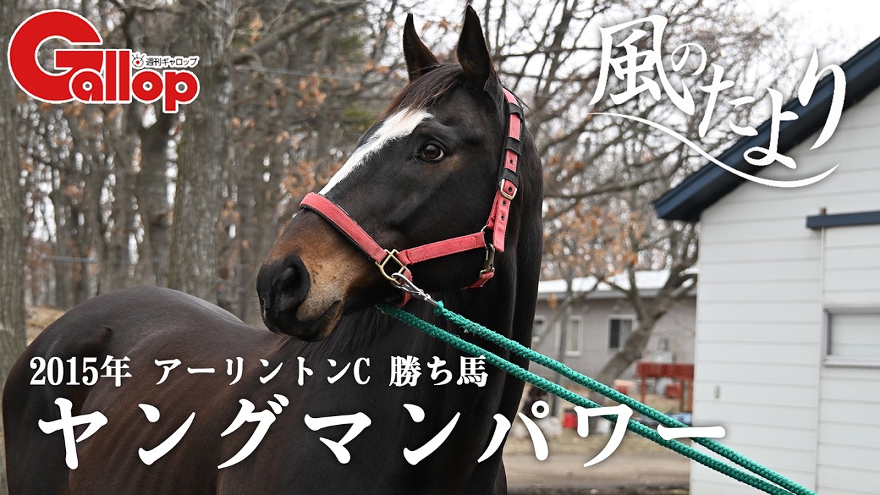 ヤングマンパワー【風のたより】