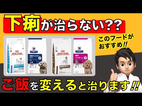 犬の下痢に対する家庭療法