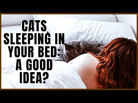 Cats Sleeping In Your Bed: A Good Idea?