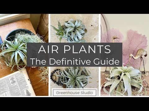 Air Plants: The Definitive Guide