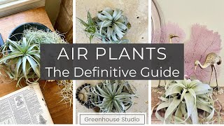 Air Plants: The Definitive Guide
