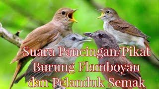 Download lagu Suara Pikatan Burung Flamboyan dan Pelanduk Semak, di Jamin Langsung Nempel mp3 Download lagu Suara Pikatan Burung Flamboyan dan Pelanduk Semak, di Jamin Langsung Nempel mp3