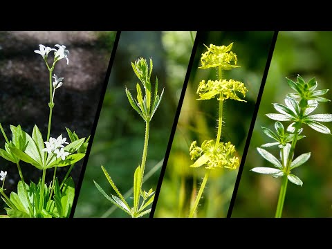 Foraging for 4 Edible Galium (Bedstraw) – Wild & Abundant