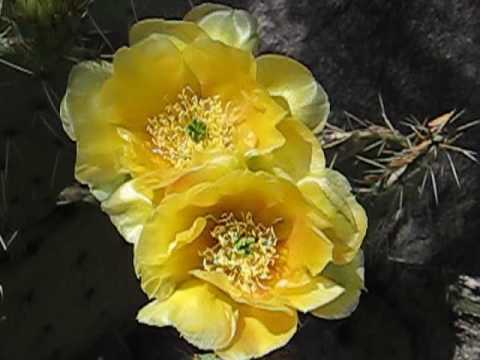 Sneezing-- Pollen is just trying to have sex with your nose