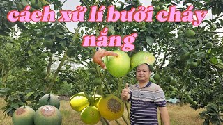 5 Lý Do Bưởi Của Bạn Bị Cháy Nắng Và Cách Khắc Phục Hiệu Quả!