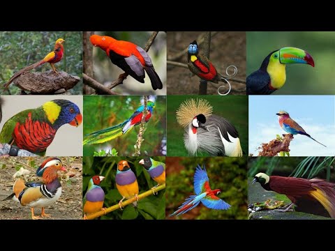 As 20 Aves mais bonitas do Mundo - Algumas são Conhecidas como "Joias Vivas" da Natureza!!!