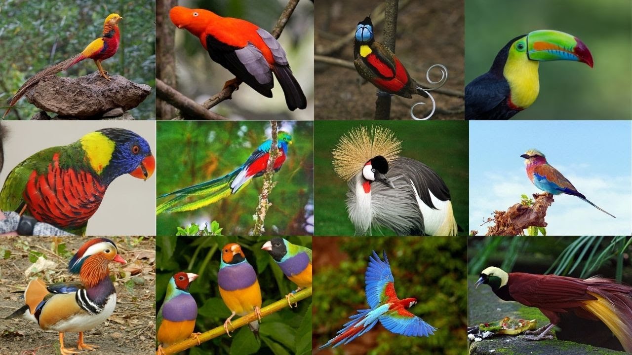 As 20 Aves mais bonitas do Mundo - Algumas são Conhecidas como "Joias Vivas" da Natureza!!!