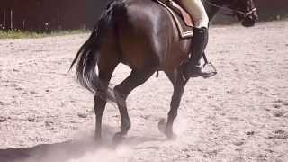 preview picture of video 'Safee al Ouyoun - gelding, 6 years (SOLD)'