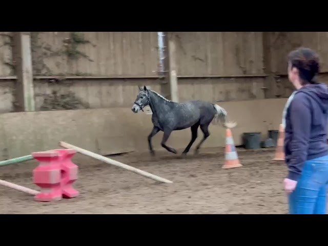 Hongre pp connemara 4 ans 