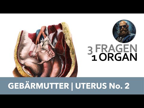 3 Fragen 1 Organ Gebärmutter, Uterus No.2 | Anatomie Prüfung