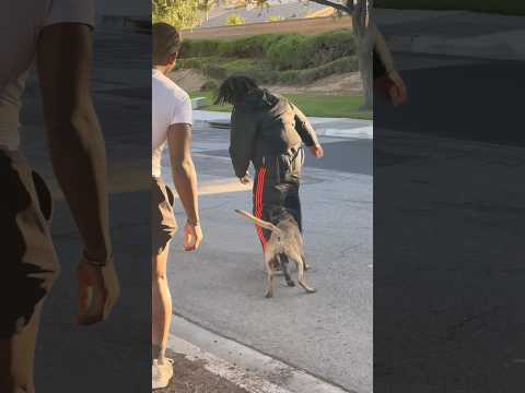 Better luck next time 🫡 #funny #dogbites