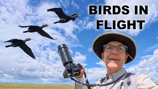 LUMIX G9ii - Slow Motion Birds in Flight