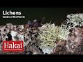 Lichens: Corals of the Forest